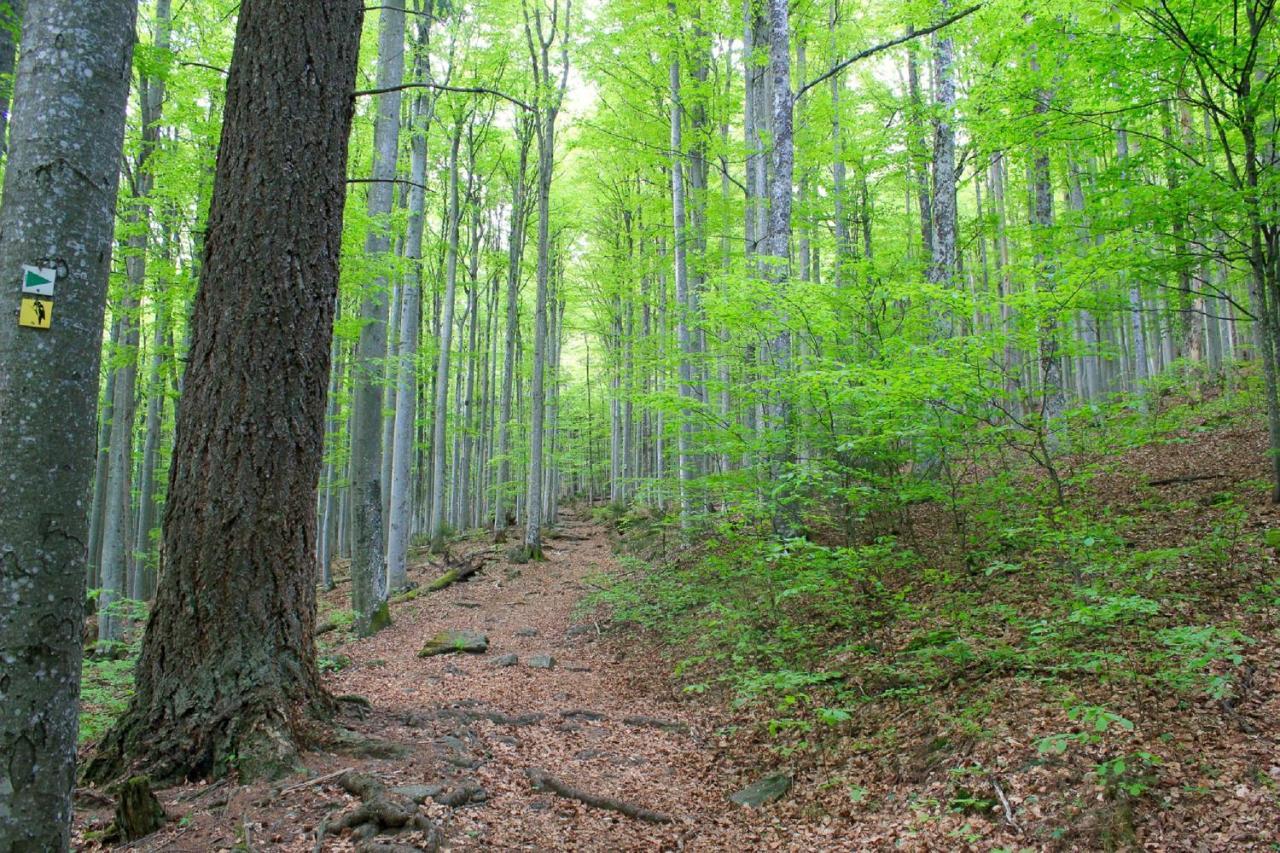 Pension Draxlerhof Neuschönau Esterno foto